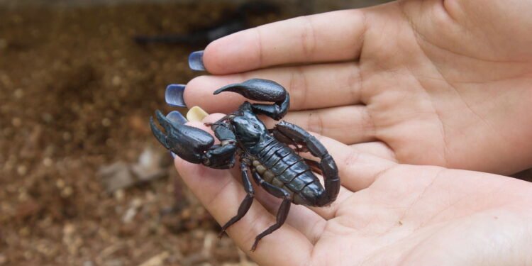 Escorpiões - Créditos: depositphotos.com / art-artis@hotmail.com