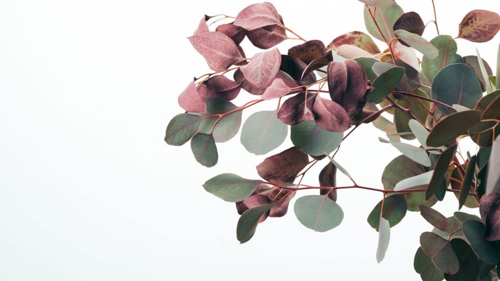 Novo hábito famoso melhora a qualidade do ar e ajuda na sua saúde