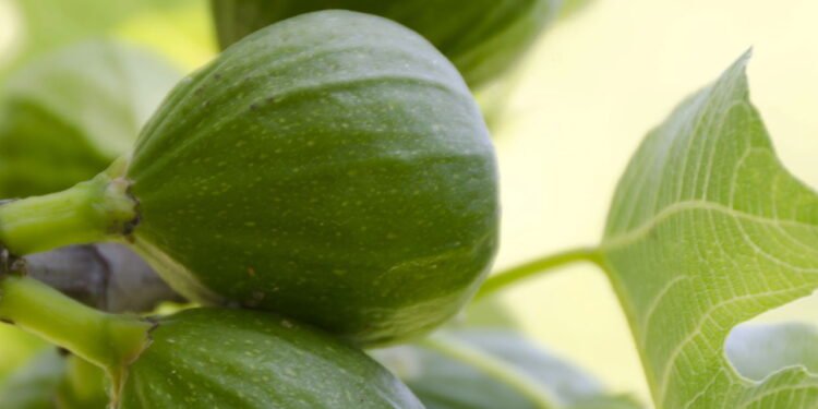 Figo - Créditos: depositphotos.com / Joeblack