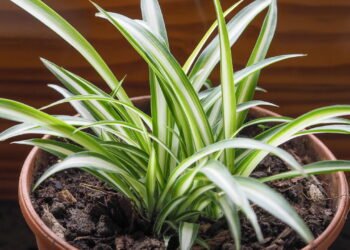 Não é por estética: por que é recomendado amarrar fitas no caule das plantas e para que serve