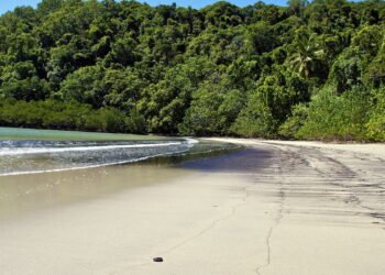 Conheça a floresta que guarda segredos de 135 milhões de anos atrás