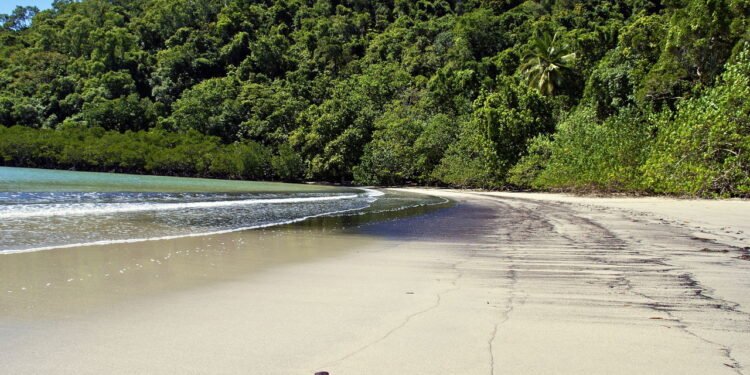Floresta Daintree - Créditos: depositphotos.com / jovannig