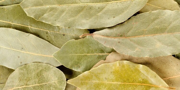 Qual é o ritual de queimar folhas de louro para atrair dinheiro em agosto, segundo o Feng Shui