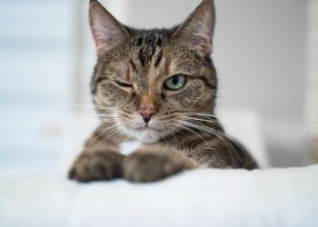 Não é para afiar as unhas: o que significa para o seu gato arranhar móveis