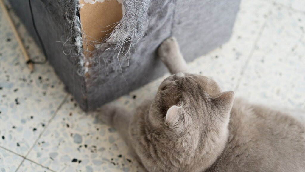 Não é para afiar as unhas: o que significa para o seu gato arranhar móveis