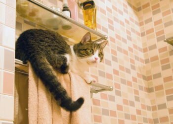 Por que os gatos seguem seus donos até o banheiro e o que isso significa?