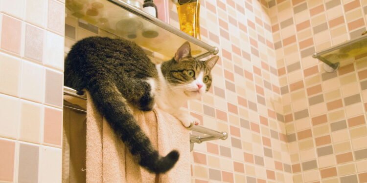 Por que os gatos seguem seus donos até o banheiro e o que isso significa?