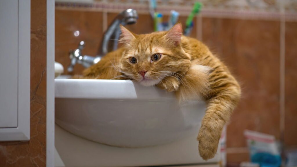 Por que os gatos seguem seus donos até o banheiro e o que isso significa?