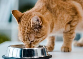 Cinco alimentos seguros para gatos além da ração