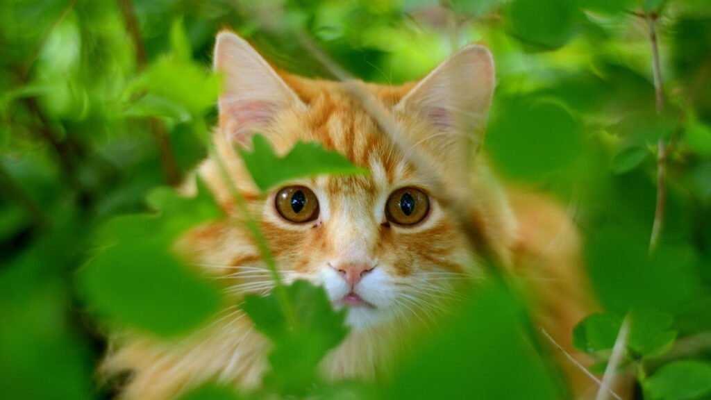 Por que cães e gatos comem grama?