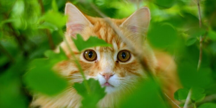 Quer deixar seu gato de jardim seguro? Os especialistas têm cinco dicas para você