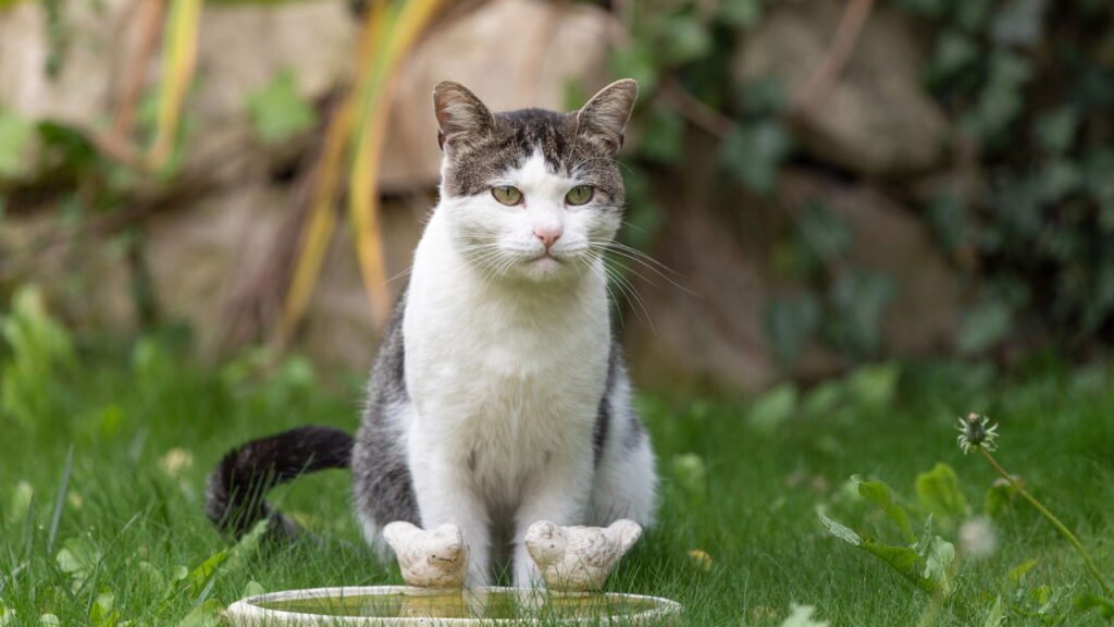 Quer deixar seu gato de jardim seguro? Os especialistas têm cinco dicas para você