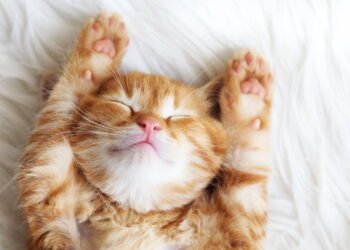 Por que os gatos laranjas são tão brincalhões segundo a ciência