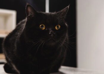 O que significa sonhar com gato preto segundo a psicologia