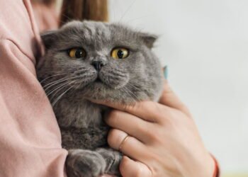 Como os gatos escolhem sua pessoa favorita segundo especialistas