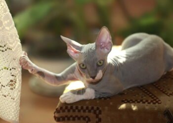 3 raças de gatos sem pelo e como cuidar