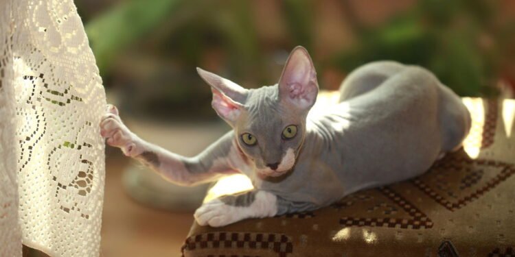 3 raças de gatos sem pelo e como cuidar