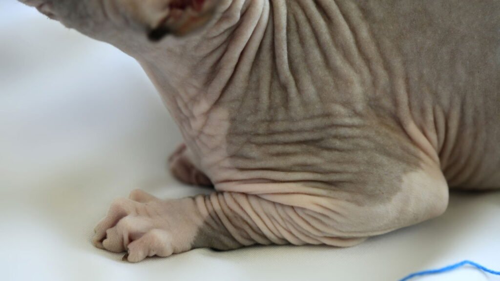 3 raças de gatos sem pelo e como cuidar