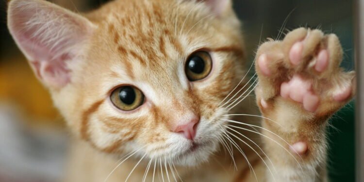 Seis remédios caseiros para limpar os dentes do seu gato