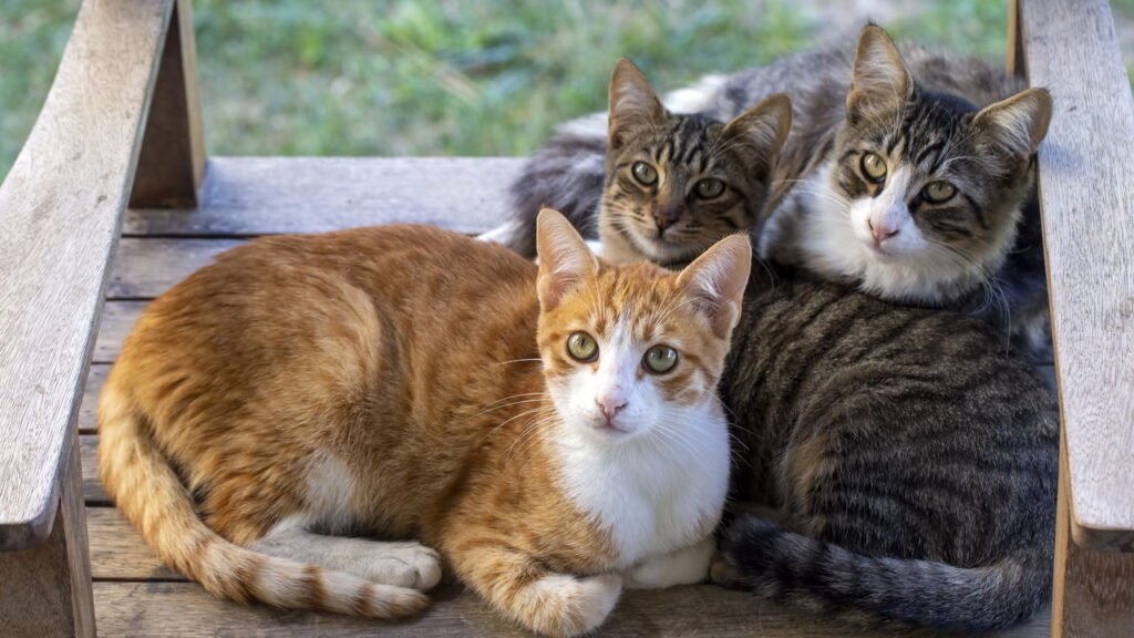 Seis remédios caseiros para limpar os dentes do seu gato