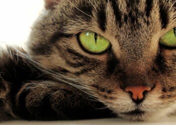 15 raças de gatos mais inteligentes, segundo veterinários