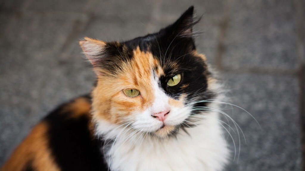 Gatos podem desenvolver fígado gorduroso: quais são os sintomas