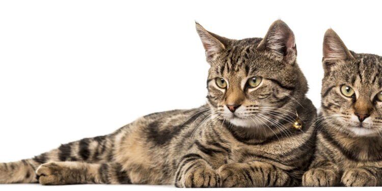 O comportamento que revela quando um gato está irritado