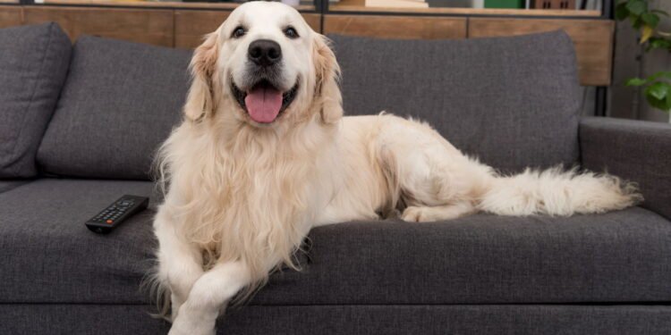 Poucos sabem: por que os golden retrievers são os cães mais felizes do mundo