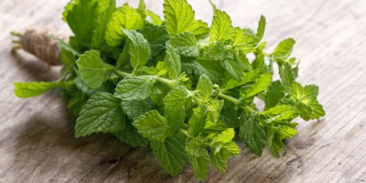 Não é por causa do seu aroma: por isso recomendam colocar folhas de hortelã debaixo do travesseiro