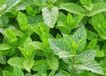 Descoberto efeito surpreendente do chá de Hortelã no corpo humano