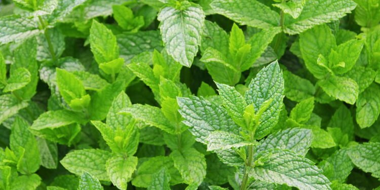 Hortelã - Créditos: depositphotos.com / Kassandra2