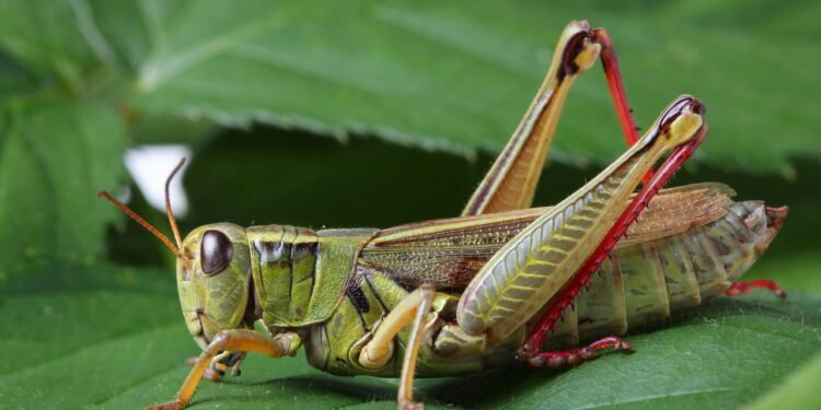 Esperança, inseto // Créditos: depositphotos.com / alexsvirid