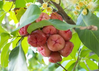 Esta fruta ajuda a prevenir o infarto e fortalece o coração naturalmente