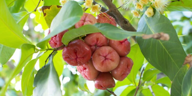 Jambo - Créditos: depositphotos.com / czuber