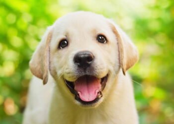 Esse é o cão mais companheiro e apegado às pessoas, segundo especialistas