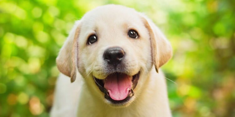 Esse é o cão mais companheiro e apegado às pessoas, segundo especialistas