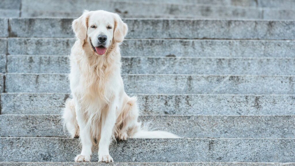 Esse é o cão mais companheiro e apegado às pessoas, segundo especialistas