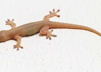 O que significa quando lagartixas aparecem em casa?