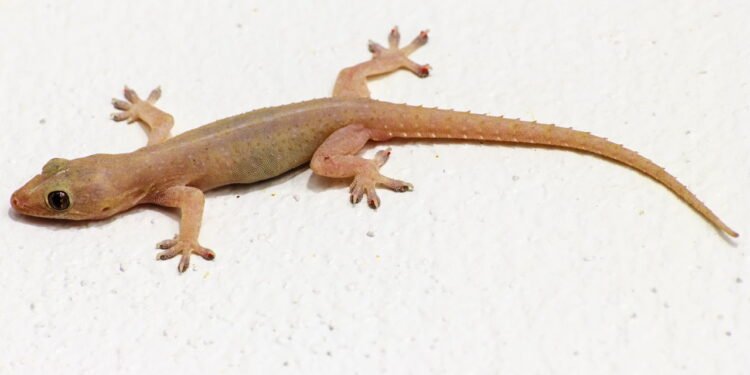 O que significa quando lagartixas aparecem em casa?