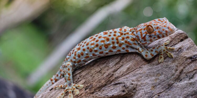 Lagartixa - Créditos: depositphotos.com / Chonthicha