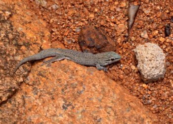 O que significa quando uma lagartixa aparece na sua casa no frio