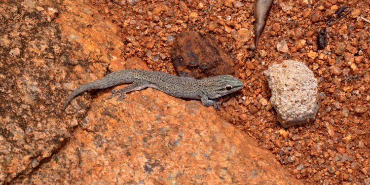 Lagartixa - Créditos: depositphotos.com / jirousek.zoo-foto.cz