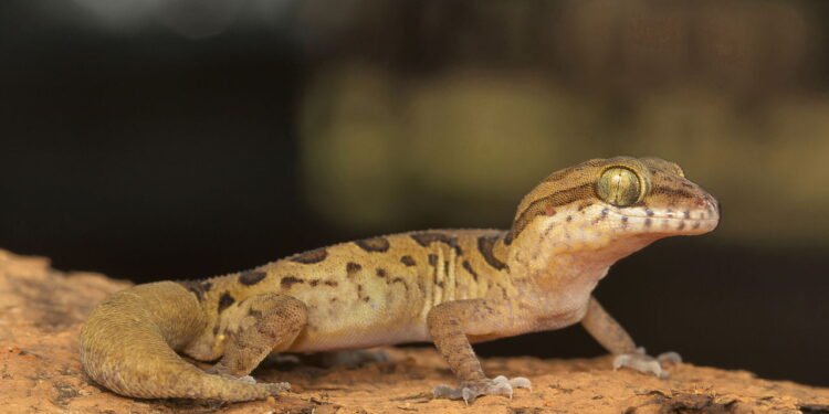 O que as lagartixas fazem na sua casa e por que não são vilãs