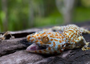 O que significa quando lagartos aparecem em sua casa, segundo especialistas?