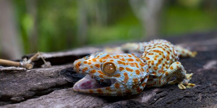 O que significa quando lagartos aparecem em sua casa, segundo especialistas?