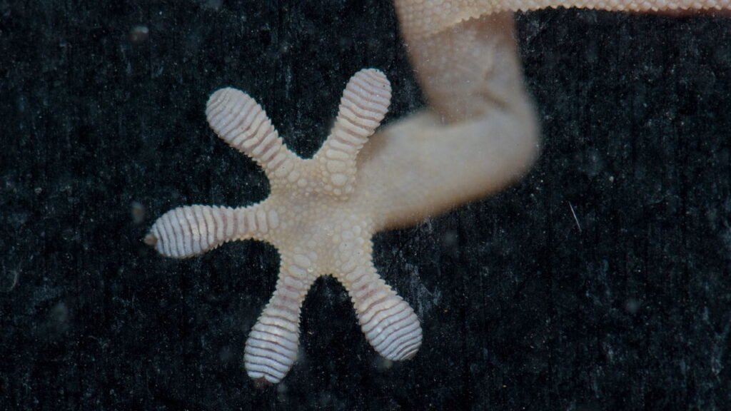 O que significa quando lagartos aparecem em sua casa, segundo especialistas?