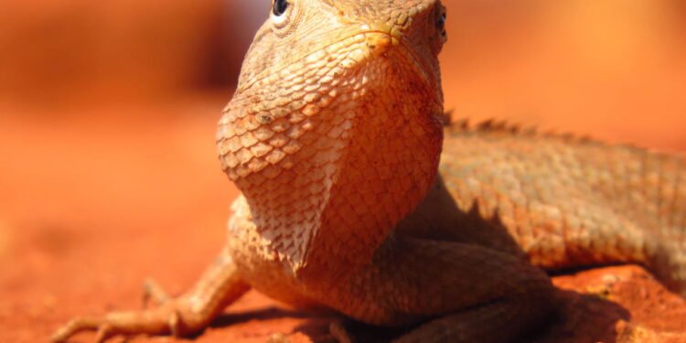 O que significa ter lagartos em sua casa no inverno, segundo especialistas