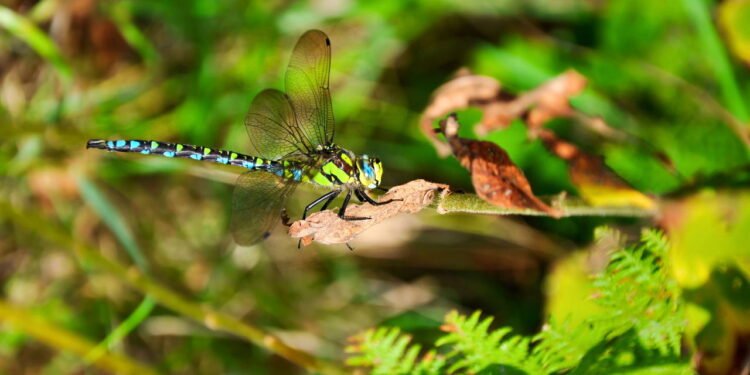 O que significa quando uma libélula aparece dentro de casa?