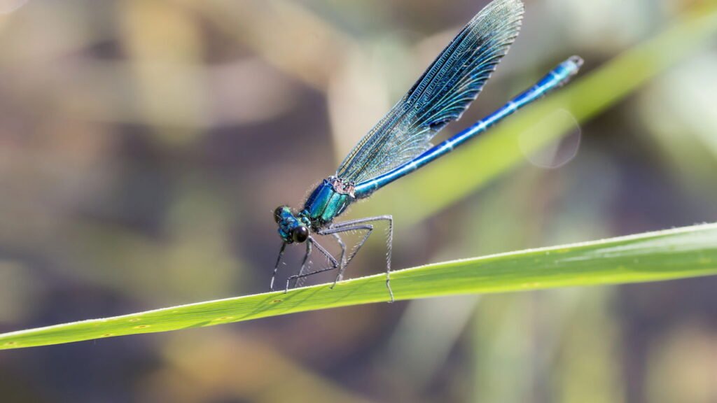 O que significa quando uma libélula aparece dentro de casa?