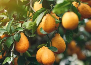 Que tipo de vaso o limoeiro precisa para crescer forte e rápido, segundo especialistas